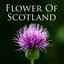 Flower Of Scotland