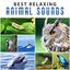 Best Relaxing Animal Sounds: Whale Sounds, Singing Birds, Croaking Frogs, Screeching Dolphins, Tapping Woodpecker, Hooting Owls, Crickets Chirping