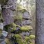 Jälkeinen