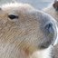 capybara