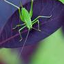 LittleCricket 的头像