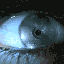 Avatar di Clpz666r