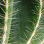 Reed