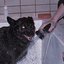 i'm not a violent dog, i don't know why i bite