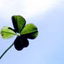 Avatar for clover93