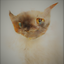 Avatar de Javanny