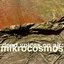Mikrocosmos