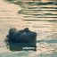 Schatten - Single