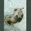 closing wounds