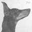 Dogs - Single