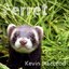 Ferret