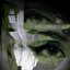 Mutant - Single