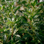 Avatar di oxitocina-