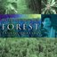 Mystic Soundscapes: Forest