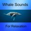 Whale Sounds for Relaxation