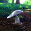 Mushrooms Are Alien Probes