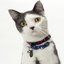 The Ballad of Toto the Tornado Kitten