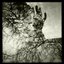Sidespring