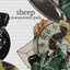 Sheep - Single