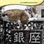 Stray Cat's Dream