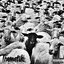 Black Sheep
