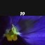 Eternal Violet