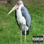 Marabu