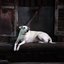 Feed My Dog - Single