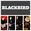 Blackbird