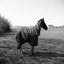 One Horse