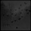 ...as the Birds Still Fly