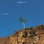 Lonely Tree [Explicit]
