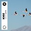 Blackbird - Single