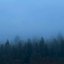 thousand pines
