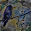 Dear Starlings