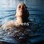 Sirens