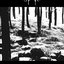 Fear Of The Forest
