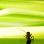 Avatar für sushineko