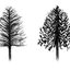 Dear Araucaria