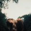 All the King's Horses - Single