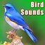 Bird Sounds