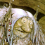 Avatar for asullensky