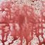 Red Wine - Single