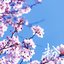 粉reflection