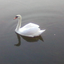 Avatar for WhiteSwan13