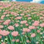 Daisies