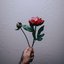 Peony - Single