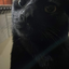 Avatar de elvis__pelvis