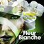 Fleur Blanche