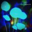 Papaver EP